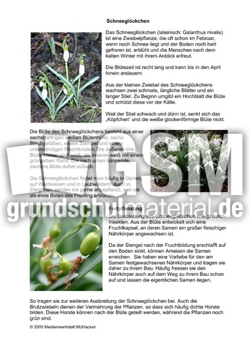 Steckbrief-Schneegloeckchen.pdf